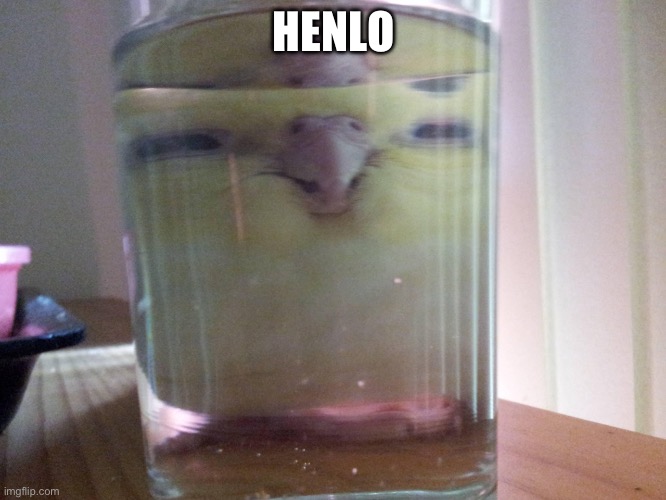 HENLO birb | HENLO | image tagged in henlo birb | made w/ Imgflip meme maker