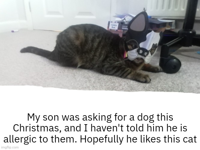 Cat in disguise | My son was asking for a dog this Christmas, and I haven't told him he is allergic to them. Hopefully he likes this cat | image tagged in cat in disguise | made w/ Imgflip meme maker