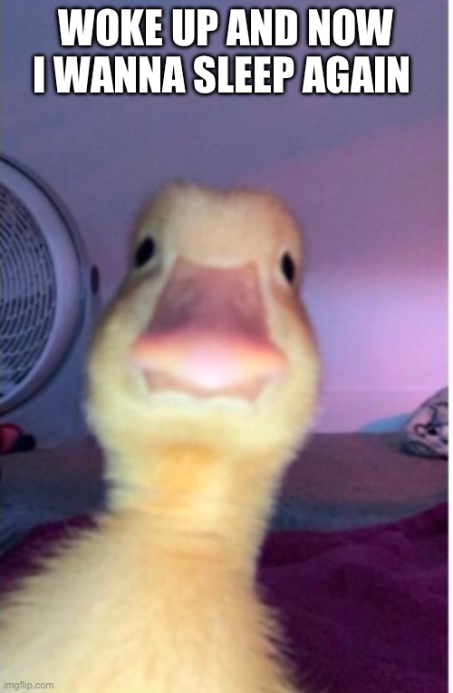 Serious duck | WOKE UP AND NOW I WANNA SLEEP AGAIN | image tagged in memes,funny memes | made w/ Imgflip meme maker