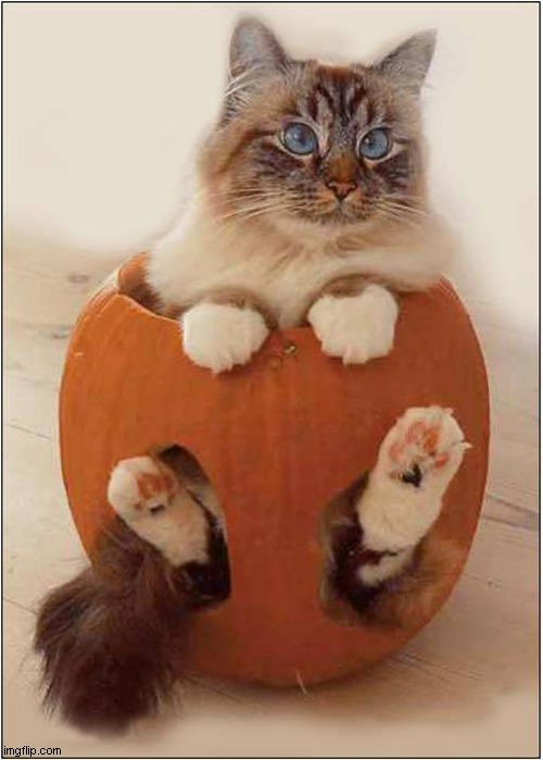 Very Funny ... Now Get Me Out Of Here ! | image tagged in cats,halloween,pumpkin | made w/ Imgflip meme maker