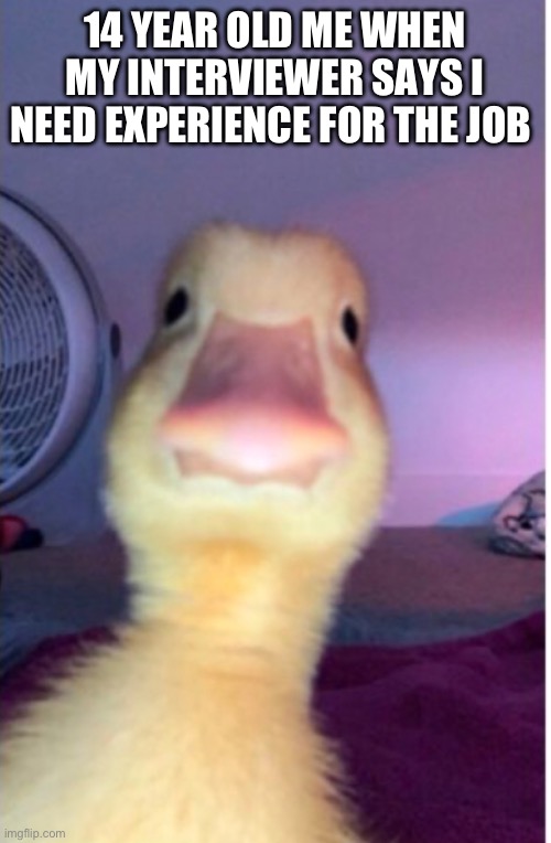 Duck interview | 14 YEAR OLD ME WHEN MY INTERVIEWER SAYS I NEED EXPERIENCE FOR THE JOB | image tagged in memes,funny memes | made w/ Imgflip meme maker