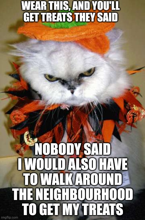 HALLOWEEN KITTY | WEAR THIS, AND YOU'LL GET TREATS THEY SAID; NOBODY SAID I WOULD ALSO HAVE TO WALK AROUND THE NEIGHBOURHOOD TO GET MY TREATS | image tagged in halloween kitty | made w/ Imgflip meme maker