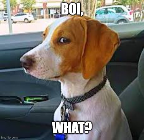 Sideways Glance Dog | BOI, WHAT? | image tagged in sideways glance dog | made w/ Imgflip meme maker