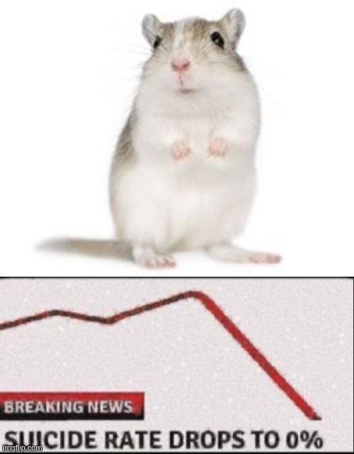 image tagged in gerbil,suicide rate drops to zero | made w/ Imgflip meme maker