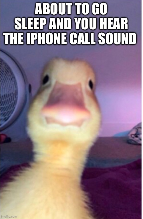 Duck call | ABOUT TO GO SLEEP AND YOU HEAR THE IPHONE CALL SOUND | image tagged in memes | made w/ Imgflip meme maker
