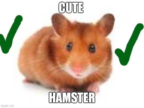 cute hamster | CUTE; HAMSTER | image tagged in hamster algeria country ball | made w/ Imgflip meme maker