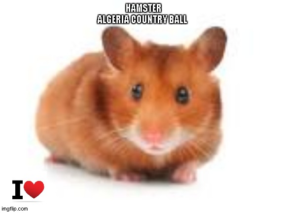 i like hamster | HAMSTER ALGERIA COUNTRY BALL | image tagged in hamster algeria country ball | made w/ Imgflip meme maker