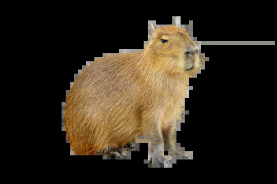 High Quality Capybara Blank Meme Template