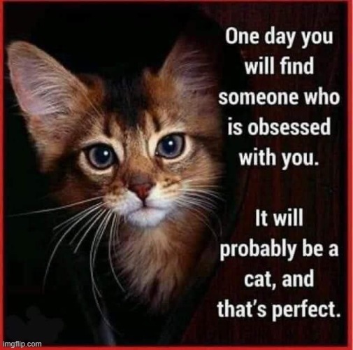 Cute Cat Meme 10-29-2023 | image tagged in cat,cute cat,adorable | made w/ Imgflip meme maker