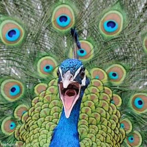 Origin of peacocks | image tagged in origin of peacocks | made w/ Imgflip meme maker