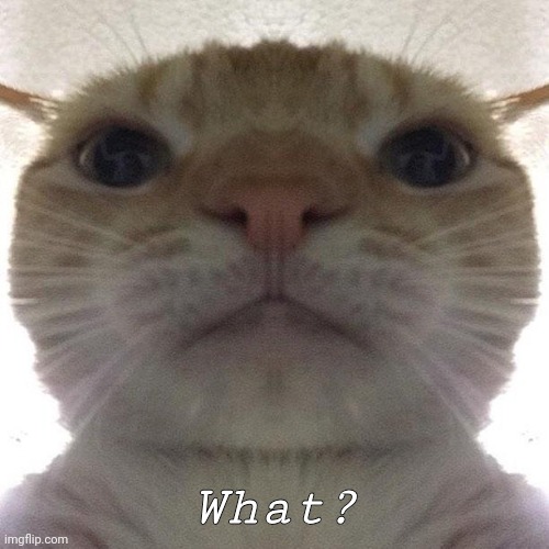 Staring Cat/Gusic | What? | image tagged in staring cat/gusic | made w/ Imgflip meme maker