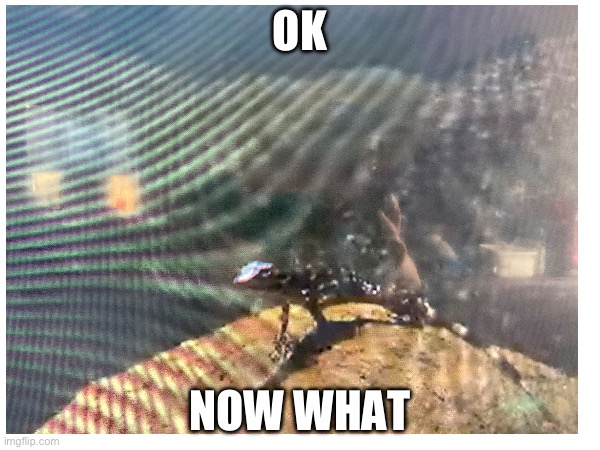 OK; NOW WHAT | image tagged in ok now what | made w/ Imgflip meme maker