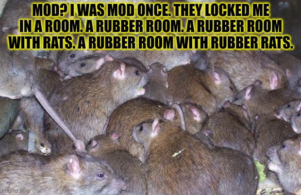 Mod? | MOD? I WAS MOD ONCE. THEY LOCKED ME IN A ROOM. A RUBBER ROOM. A RUBBER ROOM WITH RATS. A RUBBER ROOM WITH RUBBER RATS. | image tagged in rats,mods | made w/ Imgflip meme maker