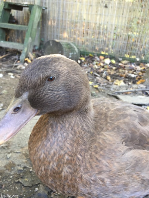 little duck I saw today | image tagged in ducks,cute | made w/ Imgflip meme maker