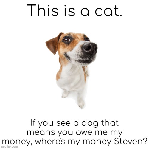 posted this just to not forget about this stream | This is a cat. If you see a dog that means you owe me my money, where's my money Steven? | made w/ Imgflip meme maker