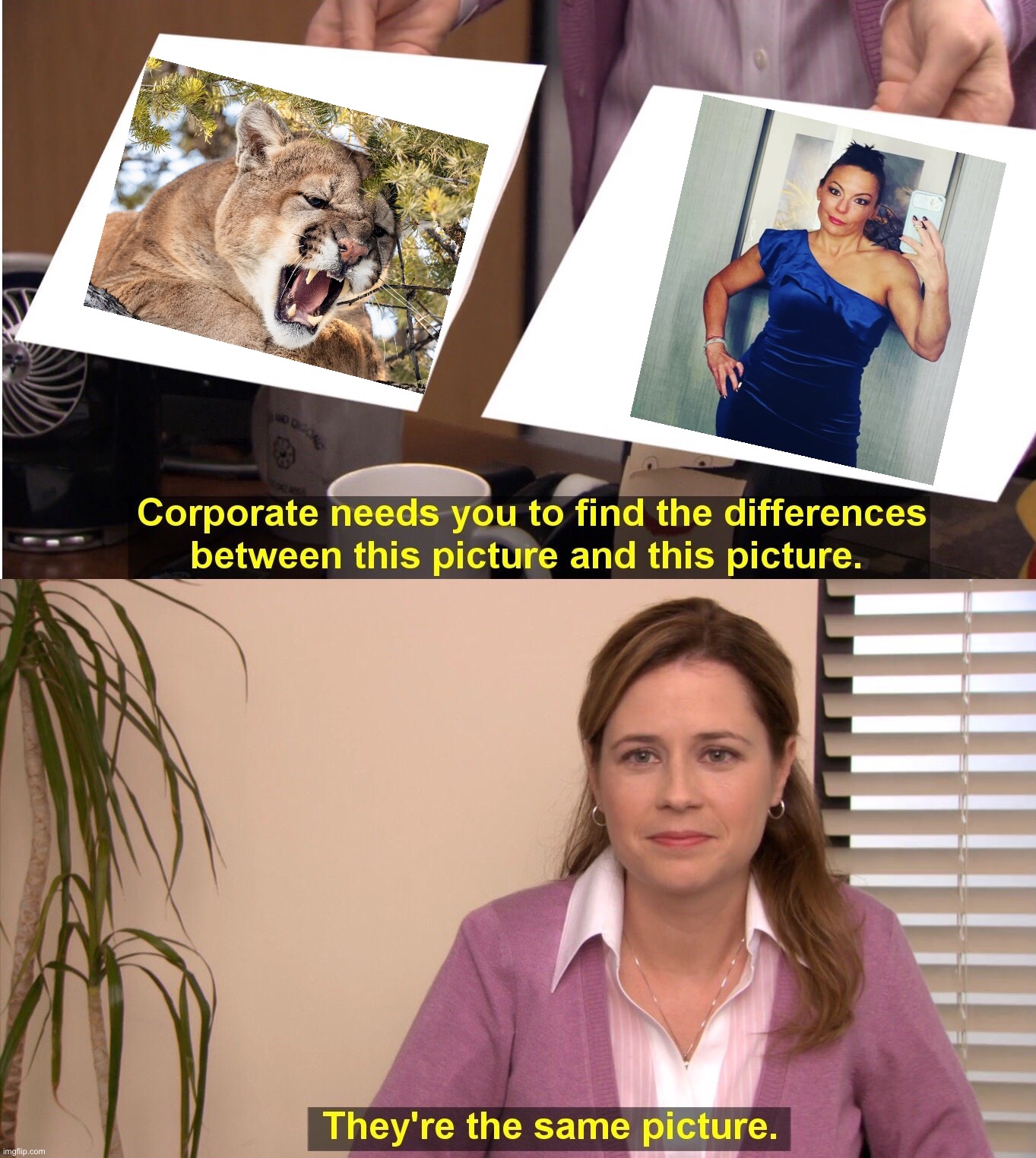 Simple test | image tagged in memes,they're the same picture,the office,wildlife,pam,cougar | made w/ Imgflip meme maker