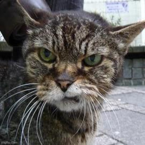 Angry Cat | image tagged in angry cat | made w/ Imgflip meme maker