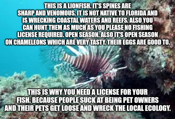 Invasive species and why it's open season on some things but not others. | THIS IS A LIONFISH. IT'S SPINES ARE SHARP AND VENOMOUS. IT IS NOT NATIVE TO FLORIDA AND IS WRECKING COASTAL WATERS AND REEFS. ALSO YOU CAN HUNT THEM AS MUCH AS YOU PLEASE NO FISHING LICENSE REQUIRED. OPEN SEASON. ALSO IT'S OPEN SEASON ON CHAMELEONS WHICH ARE VERY TASTY. THEIR EGGS ARE GOOD TO. THIS IS WHY YOU NEED A LICENSE FOR YOUR FISH. BECAUSE PEOPLE SUCK AT BEING PET OWNERS AND THEIR PETS GET LOOSE AND WRECK THE LOCAL ECOLOGY. | image tagged in lionfish | made w/ Imgflip meme maker