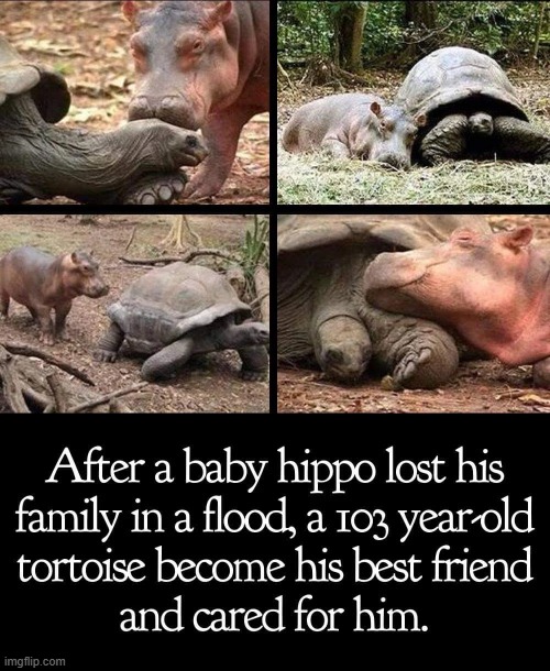 image tagged in hippo,tortoise,best friends | made w/ Imgflip meme maker