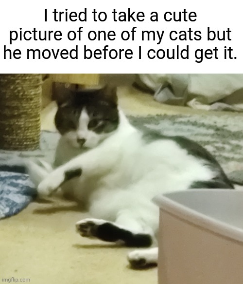 He was all stretched out cutely, but then he sensed the presence of a camera and had to ruin it. | I tried to take a cute picture of one of my cats but he moved before I could get it. | image tagged in cats | made w/ Imgflip meme maker