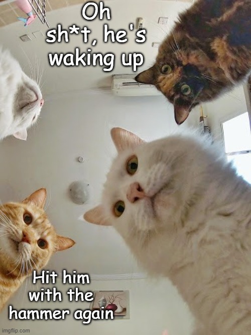cat hooman hammer time | Oh sh*t, he's waking up; Hit him with the hammer again | image tagged in hammer,cat,looking down | made w/ Imgflip meme maker