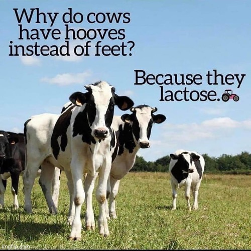 Moo | image tagged in bad pun | made w/ Imgflip meme maker