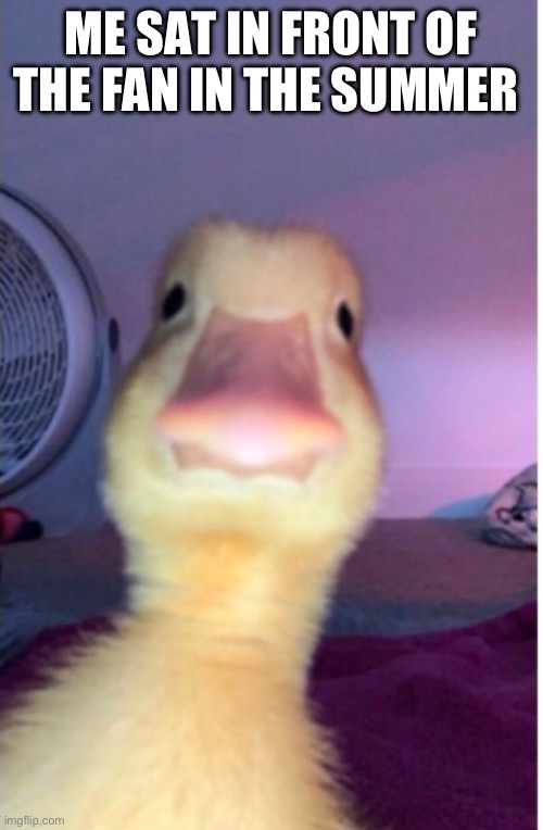 Duck in summer | ME SAT IN FRONT OF THE FAN IN THE SUMMER | image tagged in memes,funny memes | made w/ Imgflip meme maker