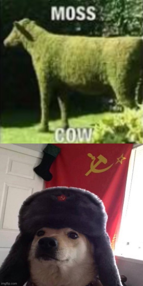 image tagged in moss cow,russian doge | made w/ Imgflip meme maker
