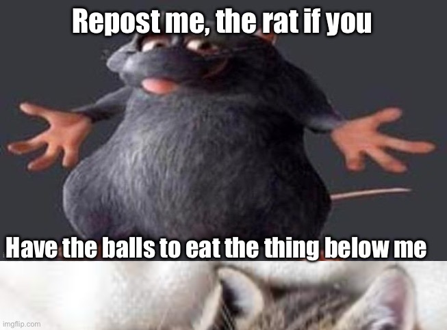 NAH, NEIN. | Repost me, the rat if you; Have the balls to eat the thing below me | image tagged in shrugging rat,eating,cat | made w/ Imgflip meme maker
