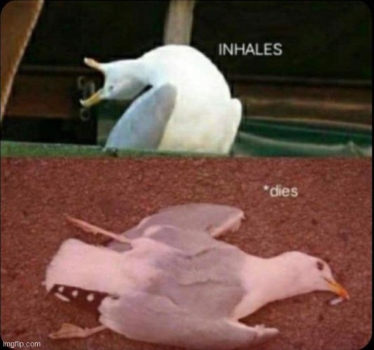 inhales dies bird | image tagged in inhales dies bird | made w/ Imgflip meme maker