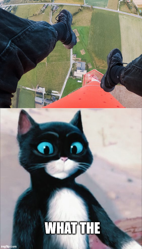 Lattice climbing meme, puss in boots | WHAT THE | image tagged in climber,puss in boots,lattice climbing,kitty,cat,meme | made w/ Imgflip meme maker