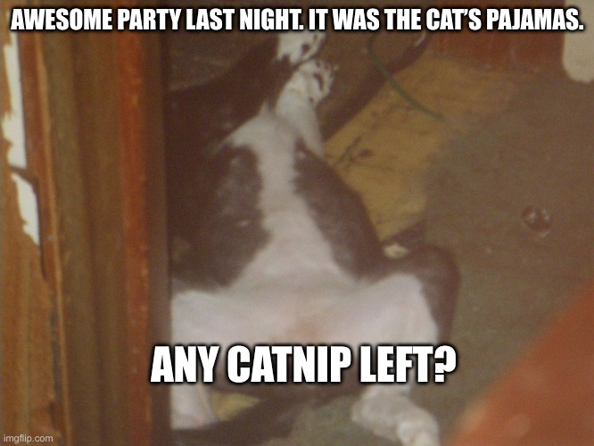 After the Party | AWESOME PARTY LAST NIGHT. IT WAS THE CAT’S PAJAMAS. ANY CATNIP LEFT? | image tagged in freddie | made w/ Imgflip meme maker