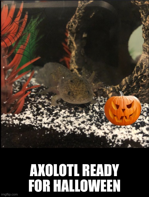 My Axolotl is ready! | AXOLOTL READY FOR HALLOWEEN | image tagged in cute,memes,funny | made w/ Imgflip meme maker
