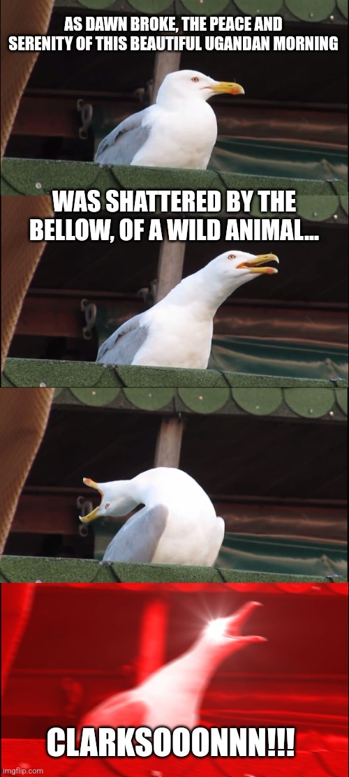 Top Gear - Nile Special | AS DAWN BROKE, THE PEACE AND SERENITY OF THIS BEAUTIFUL UGANDAN MORNING; WAS SHATTERED BY THE BELLOW, OF A WILD ANIMAL... CLARKSOOONNN!!! | image tagged in memes,inhaling seagull | made w/ Imgflip meme maker