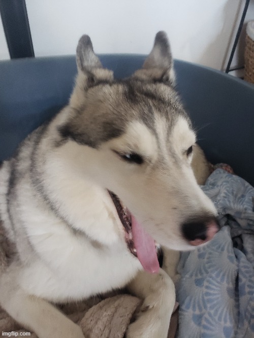 I'm tired | image tagged in husky | made w/ Imgflip meme maker
