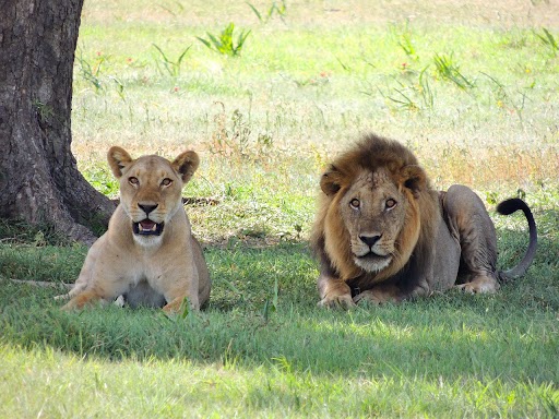 Lions Blank Meme Template