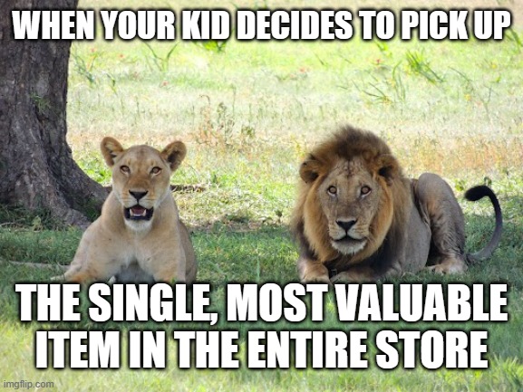 Parenting | WHEN YOUR KID DECIDES TO PICK UP; THE SINGLE, MOST VALUABLE ITEM IN THE ENTIRE STORE | image tagged in lions | made w/ Imgflip meme maker