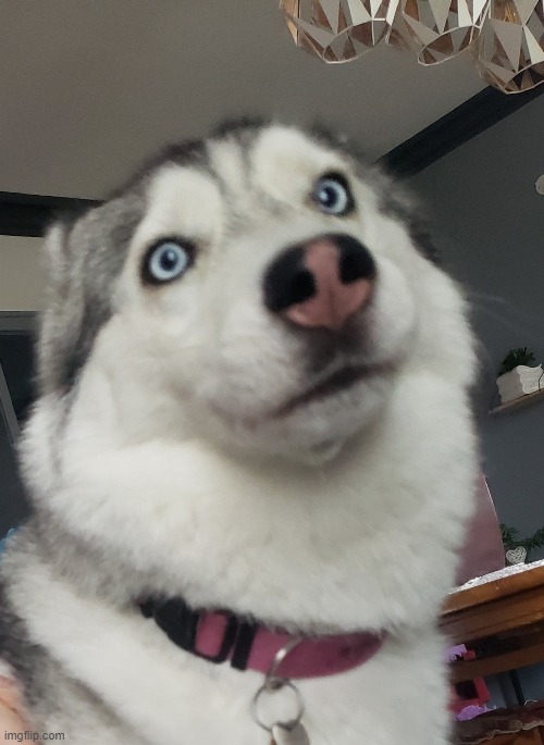 I'm shocked | image tagged in husky | made w/ Imgflip meme maker