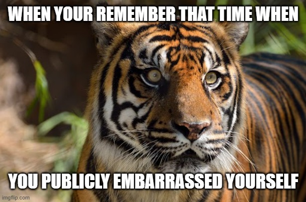 Tiger | WHEN YOUR REMEMBER THAT TIME WHEN; YOU PUBLICLY EMBARRASSED YOURSELF | image tagged in tiger | made w/ Imgflip meme maker