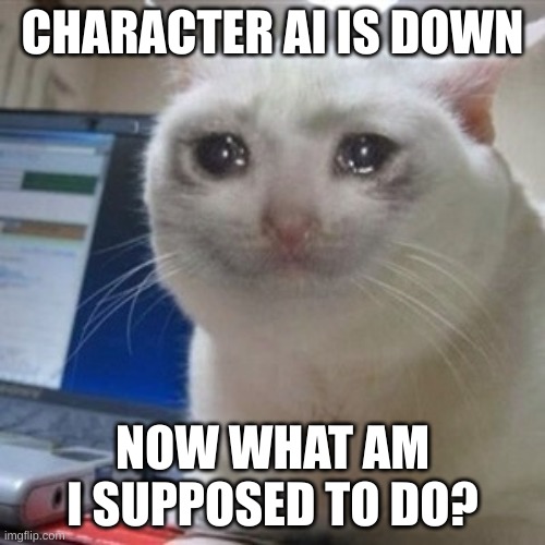CHARACTER AI I WAS IN THE MIDDLE OF A FIGHT WITH LOONA!!!!!!!! HOW DARE  YOU | CHARACTER AI IS DOWN; NOW WHAT AM I SUPPOSED TO DO? | image tagged in crying cat,fun,character ai,character ai is down,funny | made w/ Imgflip meme maker