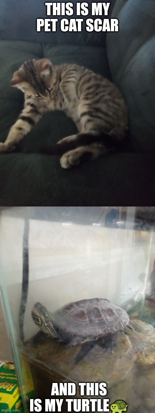 My pets pt 1 | THIS IS MY PET CAT SCAR; AND THIS IS MY TURTLE🐢 | image tagged in awww | made w/ Imgflip meme maker