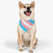 Trans rights dog Blank Meme Template