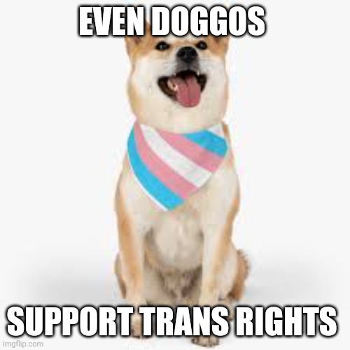 Trans doggo | EVEN DOGGOS; SUPPORT TRANS RIGHTS | image tagged in trans rights dog,dogs,doggo,dog memes | made w/ Imgflip meme maker