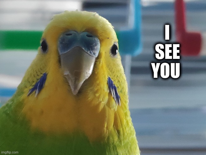 I See You ( Budgie ) | I SEE YOU | image tagged in birds,birb,cute animals,animal meme,i see you,animals | made w/ Imgflip meme maker