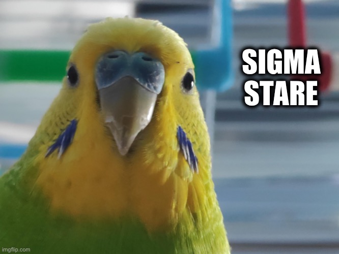 Sigma Stare ( Budgie ) | SIGMA STARE | image tagged in sigma,birds,cute animals,birb,animal meme,animal memes | made w/ Imgflip meme maker
