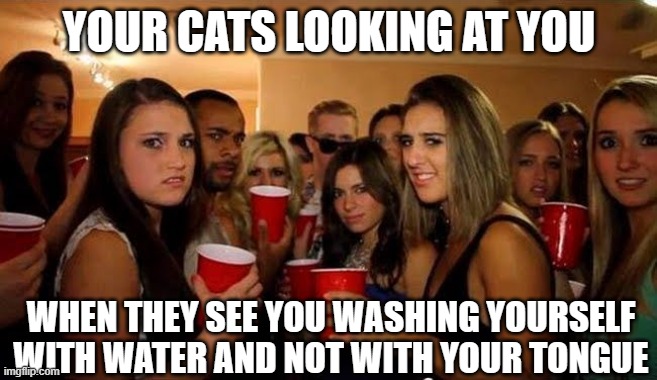 Hygiene | YOUR CATS LOOKING AT YOU; WHEN THEY SEE YOU WASHING YOURSELF WITH WATER AND NOT WITH YOUR TONGUE | image tagged in disgusted girls on party,cats,hygiene,bath | made w/ Imgflip meme maker
