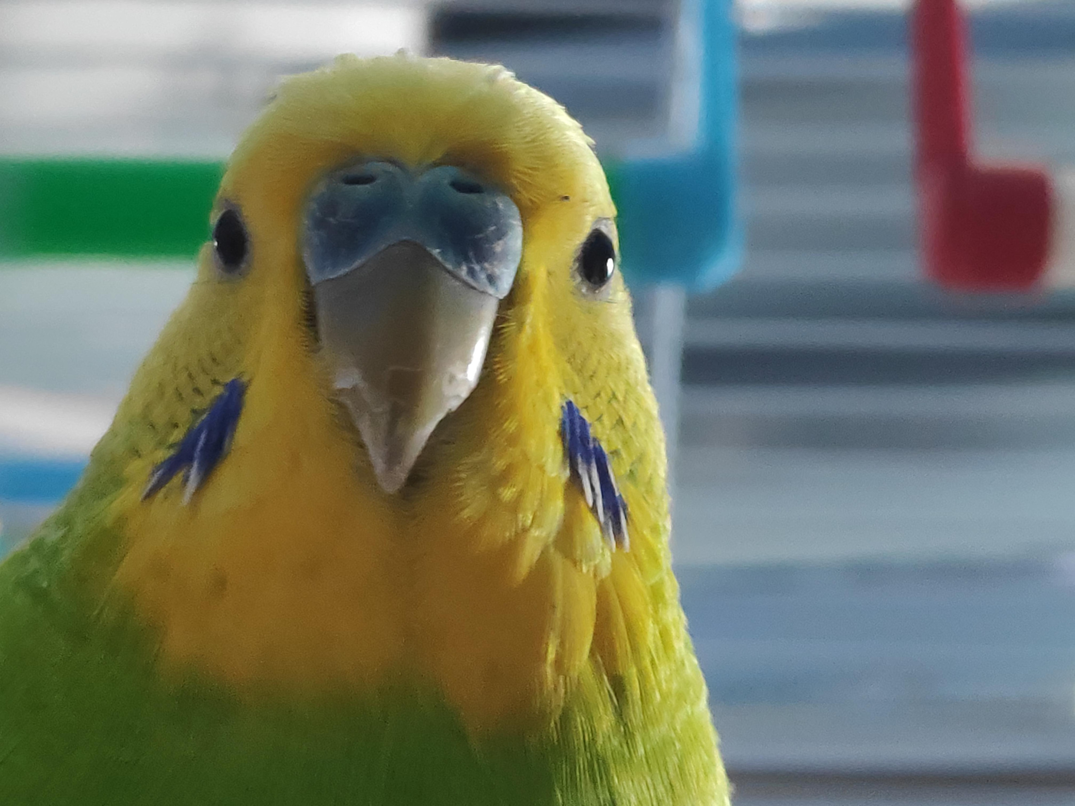 Budgie Stare Blank Meme Template