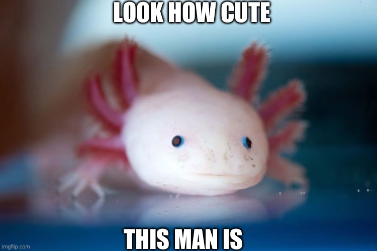 Look how cute this man is ( axolotl ) | LOOK HOW CUTE; THIS MAN IS | image tagged in axolotl,cute cat,cute animals,animal meme,animal memes | made w/ Imgflip meme maker
