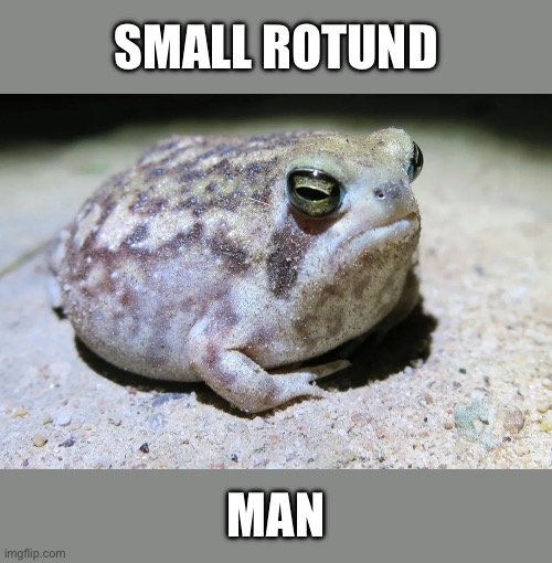 Small Rotund Man ( Rain Frog ) | SMALL ROTUND; MAN | image tagged in frogs,cute animals,funny animals,animal meme,funny animal meme | made w/ Imgflip meme maker