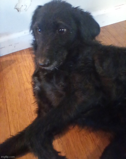 Black dog Blank Meme Template